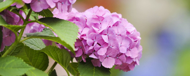 繡球花葉子發(fā)黃是怎么回事