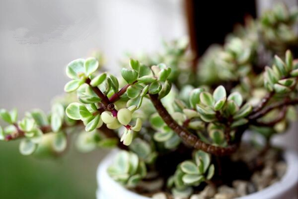 雅樂之舞可以淋雨嗎，可適當(dāng)淋雨但要注意以下幾點(diǎn)