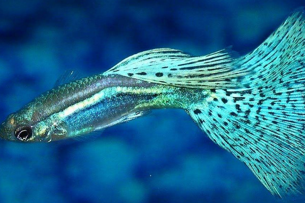 養(yǎng)魚的水有什么要求