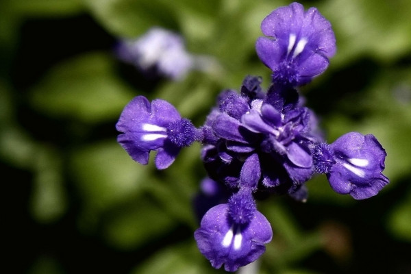 薰衣草的花語是什么，等待愛情/幸福長久等