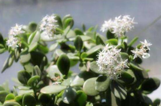怎么讓玉樹開花，做好這六個要點便可花開爆盆