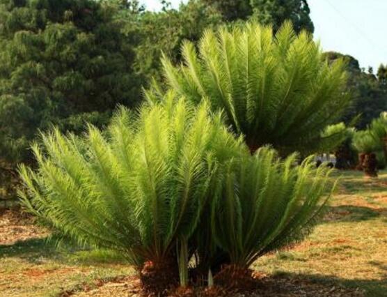 鐵樹品種，細(xì)數(shù)鐵樹最受喜愛八大品種