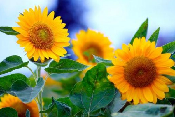 向日葵可以曬太陽(yáng)嗎