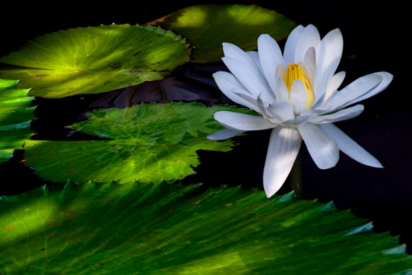 荷花秋天和夏天有什么區(qū)別