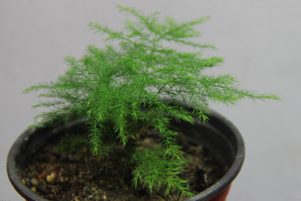 文竹冬天怎么澆水，保持土壤偏干燥即可