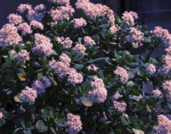 玉樹花盆景圖片大全，每個盆景都玉樹臨風(fēng)、多姿多彩