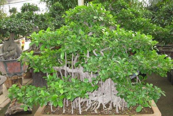 榕樹(shù)盆景放在客廳好嗎，導(dǎo)致家人生病、身體不好