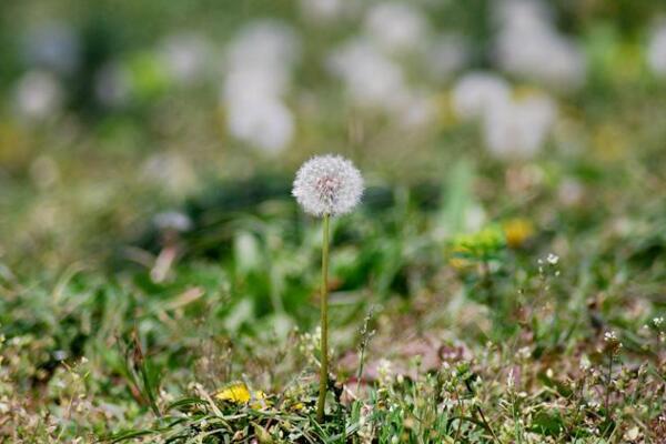 蒲公英種子的播種方法，建議在每年的春秋季播種