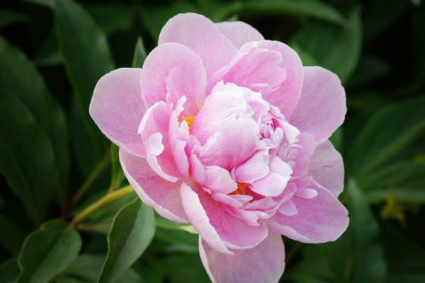 芍藥花什么時(shí)候換盆