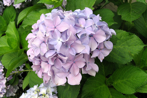 繡球葉子卷曲發(fā)焦可以活嗎