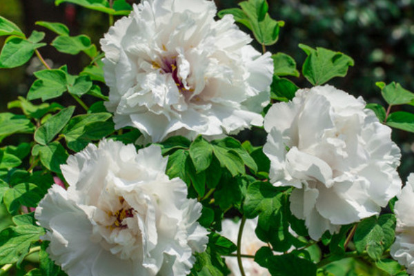 牡丹花爛根怎么補(bǔ)救