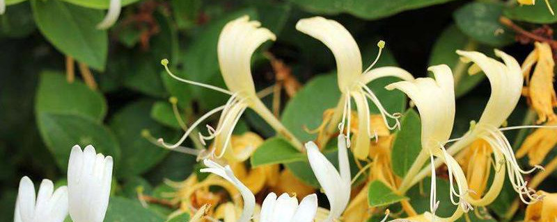 金銀花果實(shí)能直接吃嗎