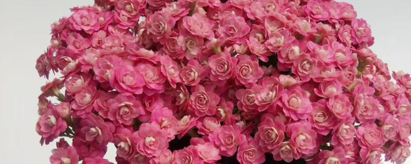 長(zhǎng)壽花冬天怎么過冬