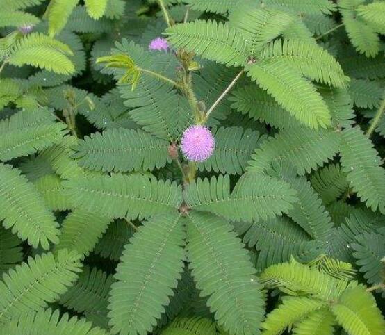 含羞草為什么會閉合，講述最科學(xué)的合理解釋(葉枕水分感應(yīng))