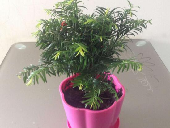 紅豆杉適合擺放在哪里，盤點(diǎn)風(fēng)水最好的五個(gè)位置