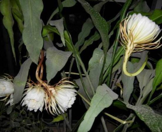 曇花怎么養(yǎng)，注意盆土是關(guān)鍵/肥水要合理