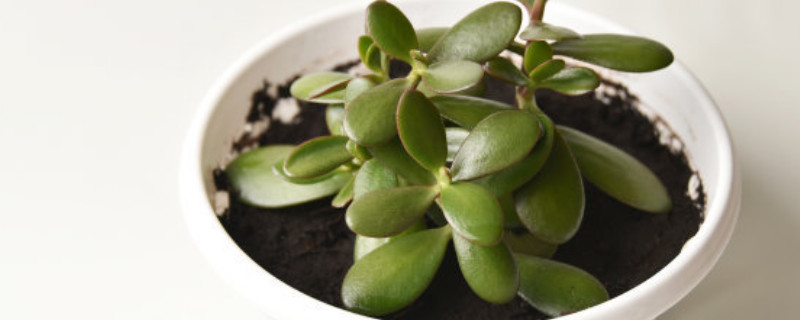 玉樹(shù)可以放在臥室里養(yǎng)嗎