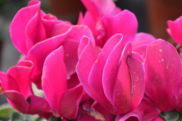 仙客來(lái)葉面能噴水嗎