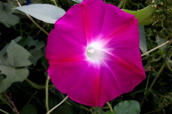 牽?；ㄓ邢阄秵? src="/nongye/d/file/20201223/vvtf3dhhspm.jpg" / data-LbtR="0dNYf6"></p>
<p data-ixWJ="oT2BGt">
	牽?；ㄓ泻芏喾N品種，大多數(shù)品種的牽?；ǘ紱]有什么香味，就算有香味也是比較淡的香味，需要湊近聞才可以聞到，它是一種很受人們歡迎的觀賞性植物，花型變化多樣，花色豐富多彩，可以作為園林綠化植物養(yǎng)護(hù)。</p>
<p data-PtVy="RFVi1A">
	<strong data-AFR4="lNQC9d">2、植株特征</strong></p>
<p data-EYWa="RoIGXc">
	<img alt=