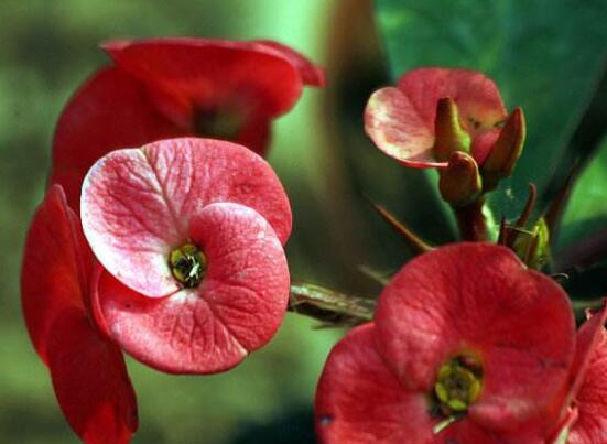 虎刺梅不開花什么原因，老農(nóng)總結(jié)最實用三種解決方法