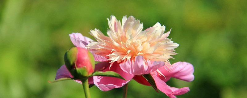 地栽芍藥花的養(yǎng)殖方法