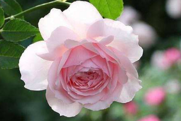 薔薇花冬天在室外會(huì)死嗎