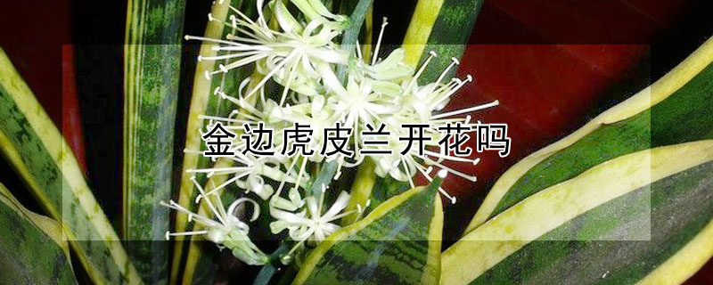 金邊虎皮蘭開(kāi)花嗎