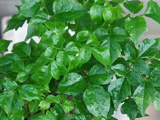 幸福樹(shù)葉子一碰就掉，教你四種原因以及解決方法