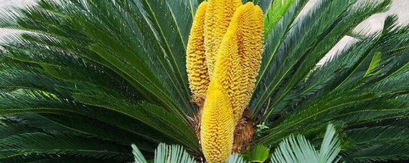 鐵樹(shù)一年發(fā)幾次新葉