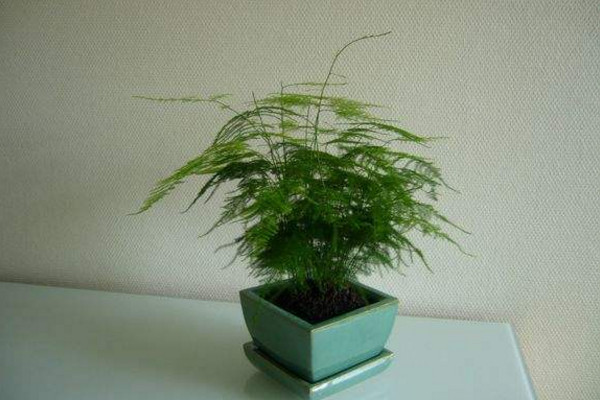 文竹施肥用什么肥料，文竹四季施肥要點(diǎn)