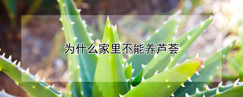 為什么家里不能養(yǎng)蘆薈
