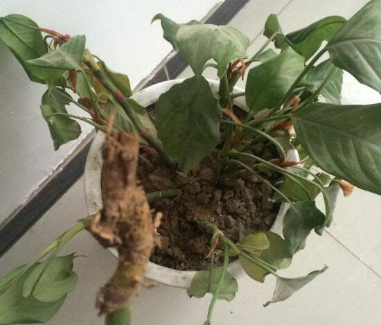 萬年青根發(fā)爛什么原因，萬年青爛根怎么辦