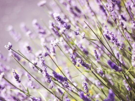 薰衣草花語和寓意，愛情的等待、堅定永恒的真愛