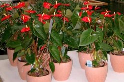 紅掌的催花方法，加強日常管理（溫度、光照、通風、肥水）