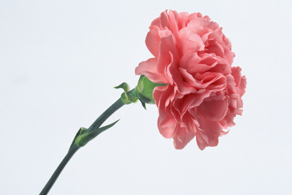 康乃馨花期多長時(shí)間