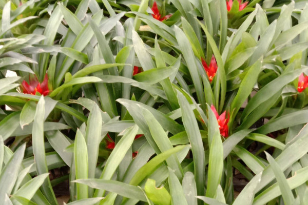 鴻運(yùn)當(dāng)頭冬季怎樣過冬