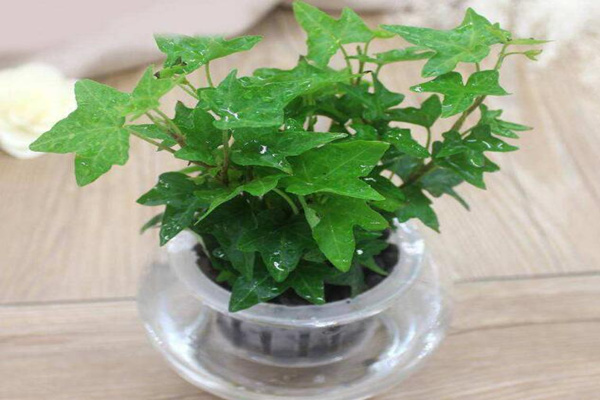 水培的常春藤怎么養(yǎng)生根快，常春藤水培生根秘訣