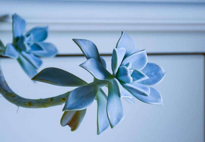 寶石花有毒嗎，無(wú)毒且對(duì)痛風(fēng)有著很好的治療效果