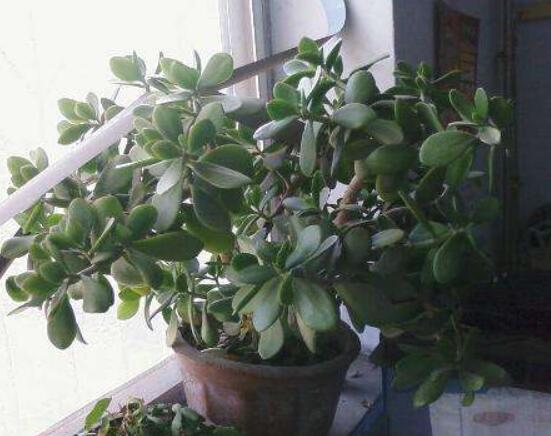 燕子掌怎么修剪，春季最佳/剪除枝條枝葉(瘦病枯)