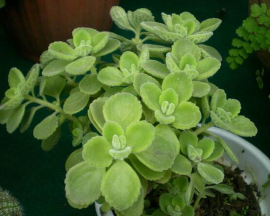 碰碰香放臥室可以嗎，可以/醒腦提神、凈化空氣、驅趕蚊蟲