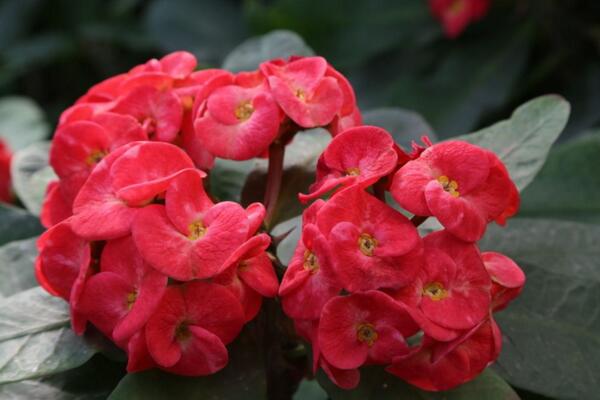 大花虎刺梅的養(yǎng)殖方法，5步教你養(yǎng)好大花虎刺梅