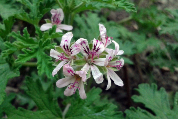 香葉天竺葵怎么養(yǎng)