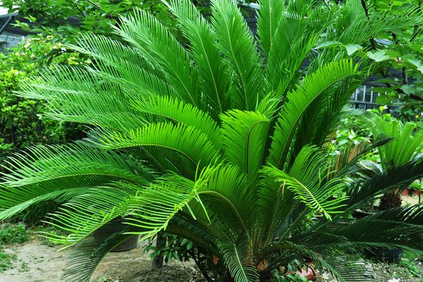 鐵樹(shù)開(kāi)花是什么征兆，是一種祥瑞之兆