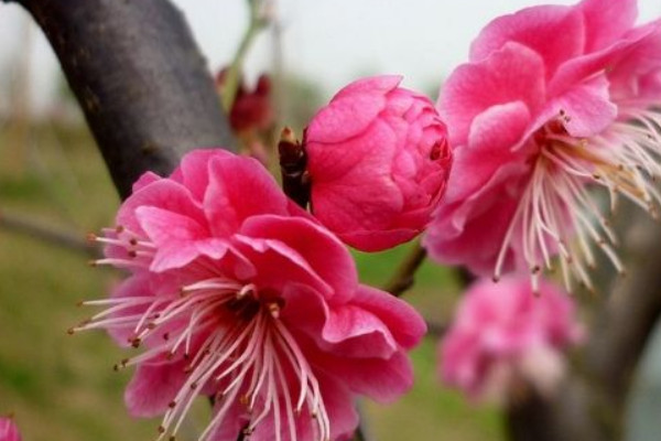 梅花幾月份開(kāi)花