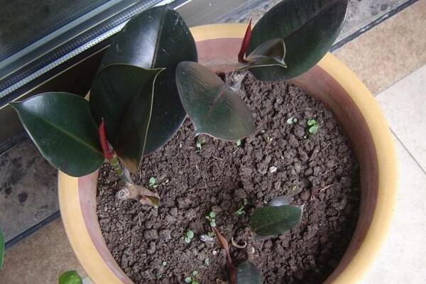 橡皮樹葉子怎么扦插，只需要簡單的幾步即可完成