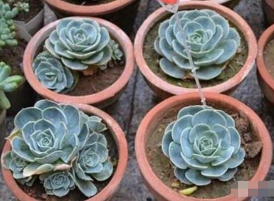 寶石花怎么養(yǎng)，老農(nóng)總結(jié)六大基本養(yǎng)殖方法