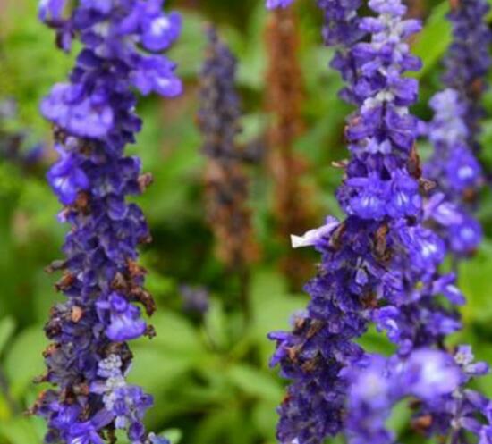 薰衣草葉子干枯怎么辦，教你正確的補(bǔ)救方法