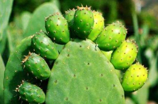 仙人掌的蟲害防治大全，三種蟲害以及解決辦法