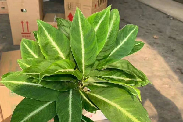 滴水觀音春天怎么養(yǎng)