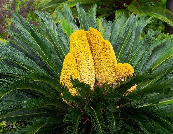 鐵樹開花的征兆，預(yù)示生活美滿、大吉大利